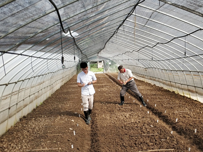 闵行区农技中心开展青菜根肿病抗性水平筛选试验